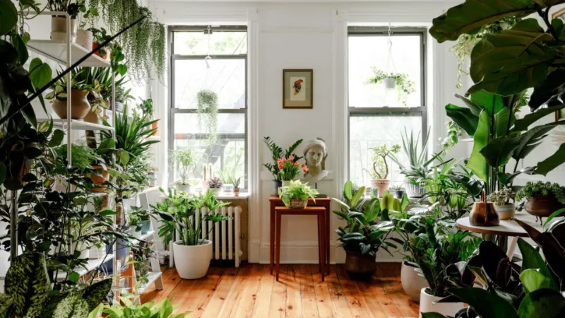 Indoor Plants Ideas to Bring Life, Color, and Freshness to Your Home Indoor Plants Ideas