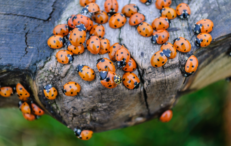 Asian Lady Beetles Image