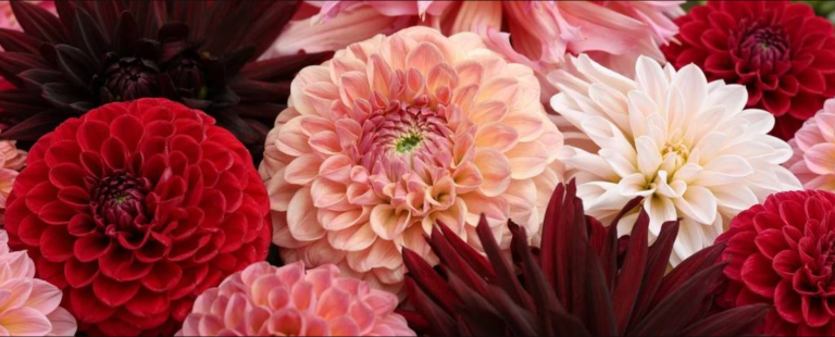 Beautiful flowers